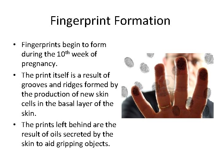 Fingerprint Formation • Fingerprints begin to form during the 10 th week of pregnancy. Fingerprint Formation • Fingerprints begin to form during the 10 th week of pregnancy.