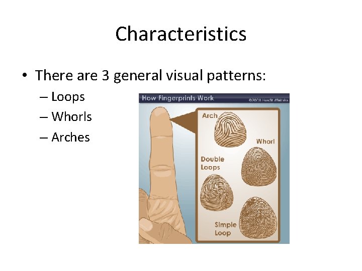 Characteristics • There are 3 general visual patterns: – Loops – Whorls – Arches Characteristics • There are 3 general visual patterns: – Loops – Whorls – Arches