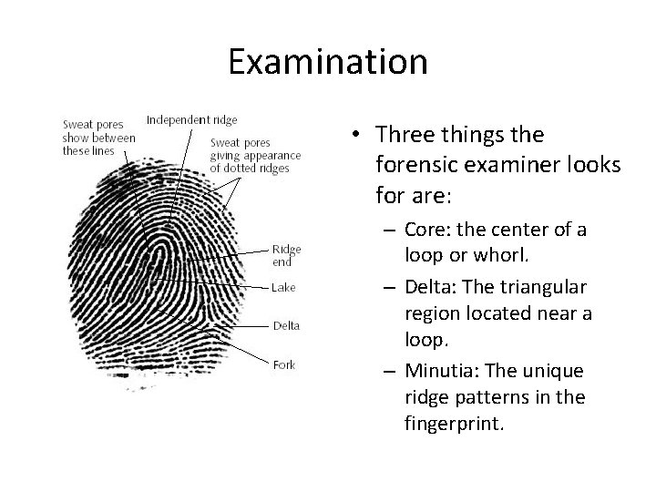 Examination • Three things the forensic examiner looks for are: – Core: the center Examination • Three things the forensic examiner looks for are: – Core: the center
