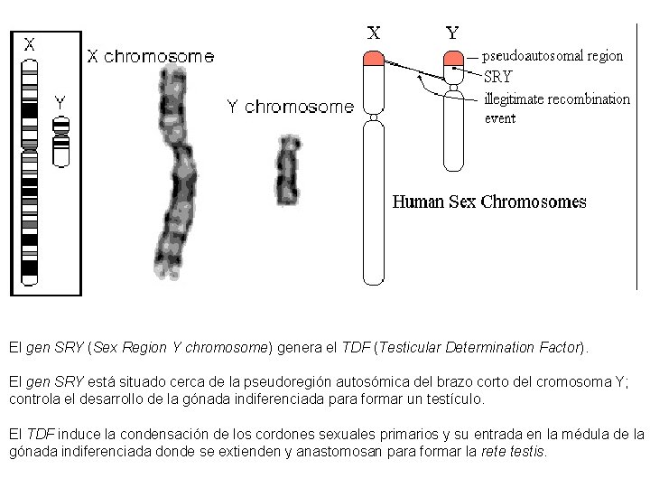 El gen SRY (Sex Region Y chromosome) genera el TDF (Testicular Determination Factor). El