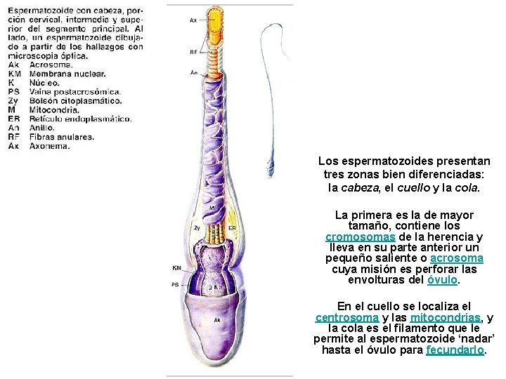 Los espermatozoides presentan tres zonas bien diferenciadas: la cabeza, el cuello y la cola.