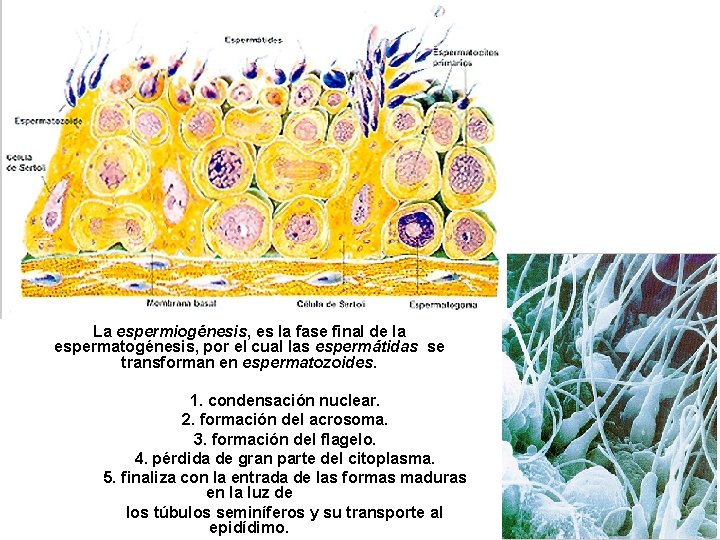 La espermiogénesis, es la fase final de la espermatogénesis, por el cual las espermátidas