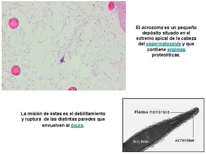 El acrosoma es un pequeño depósito situado en el extremo apical de la cabeza