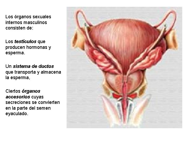 Los órganos sexuales internos masculinos consisten de: Los testículos que producen hormonas y esperma.