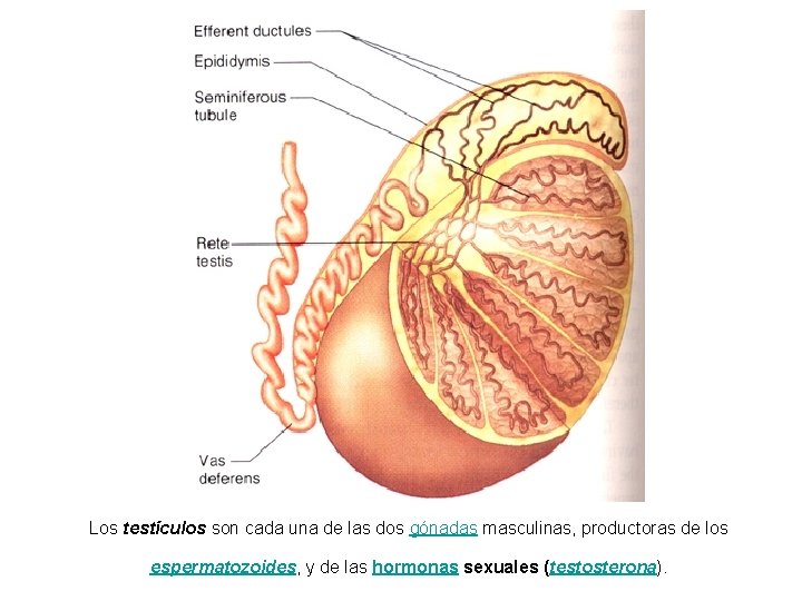 Los testículos son cada una de las dos gónadas masculinas, productoras de los espermatozoides,