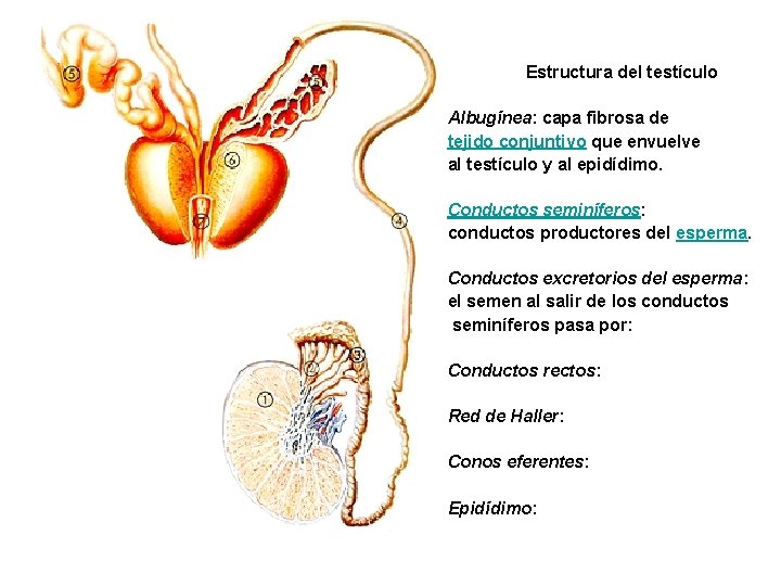 Estructura del testículo Albugínea: capa fibrosa de tejido conjuntivo que envuelve al testículo y