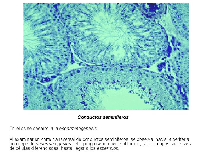 Conductos seminíferos En ellos se desarrolla la espermatogénesis. Al examinar un corte transversal de