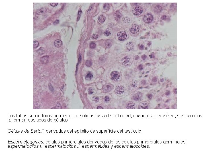 Los tubos seminíferos permanecen sólidos hasta la pubertad, cuando se canalizan, sus paredes la