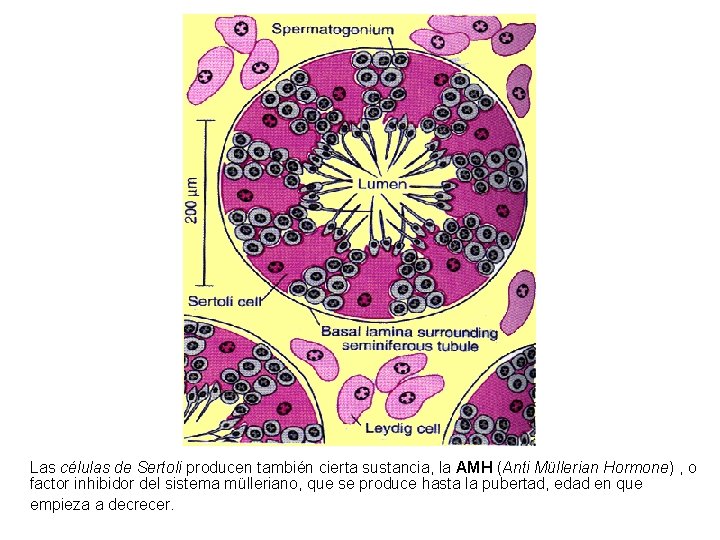 Las células de Sertoli producen también cierta sustancia, la AMH (Anti Müllerian Hormone) ,