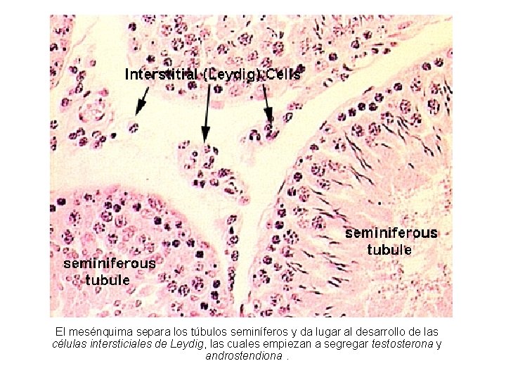 El mesénquima separa los túbulos seminíferos y da lugar al desarrollo de las células