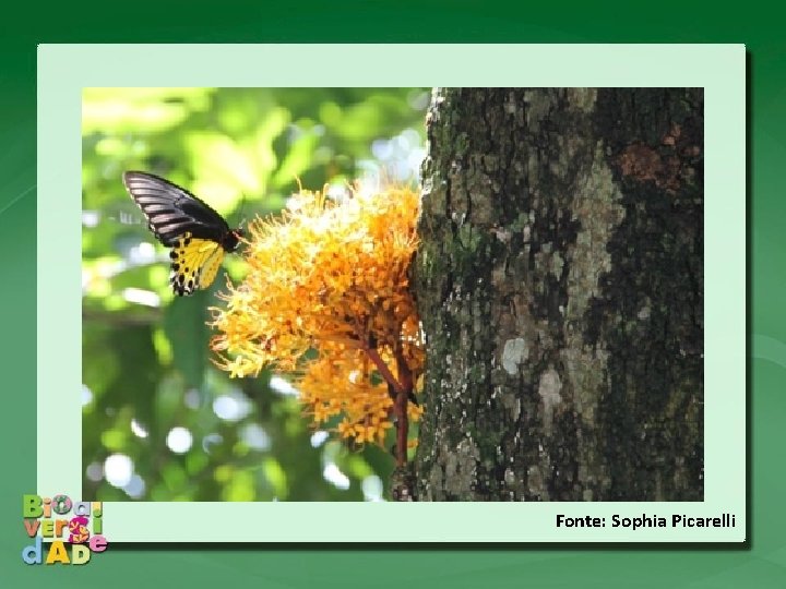 Fonte: Sophia Picarelli Fonte: Sophia Picarelli