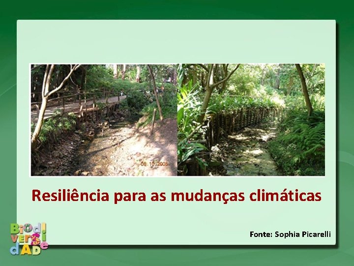 Resiliência para as mudanças climáticas Fonte: Sophia Picarelli 