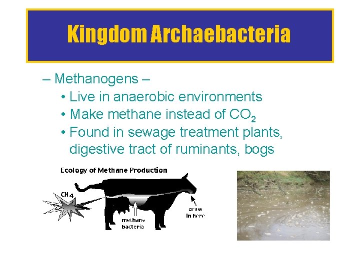 Kingdom Archaebacteria – Methanogens – • Live in anaerobic environments • Make methane instead