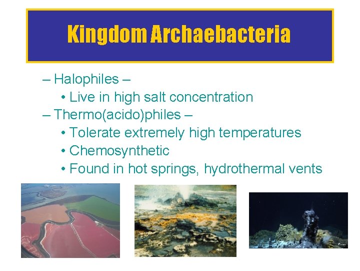 Kingdom Archaebacteria – Halophiles – • Live in high salt concentration – Thermo(acido)philes –