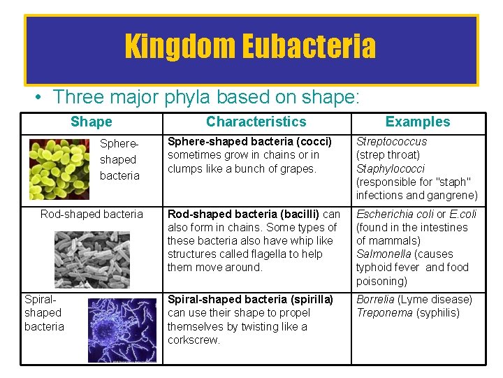 Kingdom Eubacteria • Three major phyla based on shape: Shape Sphereshaped bacteria Rod-shaped bacteria