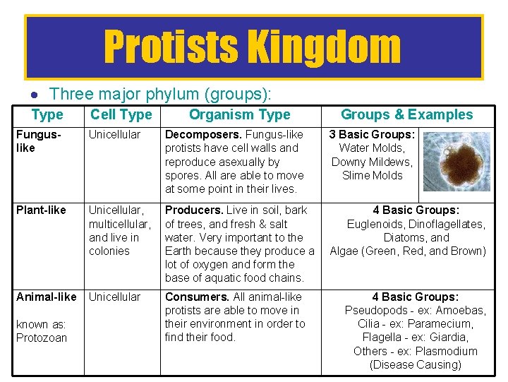 Protists Kingdom Three major phylum (groups): Type Cell Type Organism Type Groups & Examples