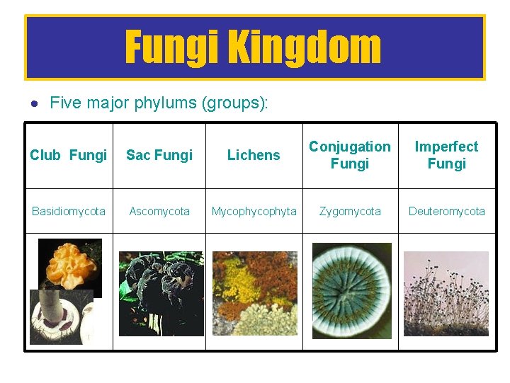 Fungi Kingdom Five major phylums (groups): Club Fungi Sac Fungi Lichens Conjugation Fungi Imperfect