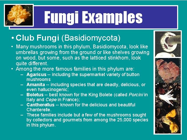 Fungi Examples • Club Fungi (Basidiomycota) • Many mushrooms in this phylum, Basidiomycota, look