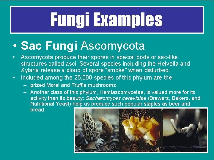 Fungi Examples • Sac Fungi Ascomycota • Ascomycota produce their spores in special pods