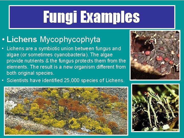 Fungi Examples • Lichens Mycophyta • Lichens are a symbiotic union between fungus and