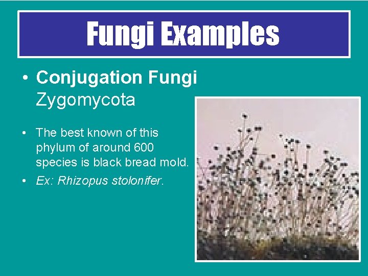 Fungi Examples • Conjugation Fungi Zygomycota • The best known of this phylum of