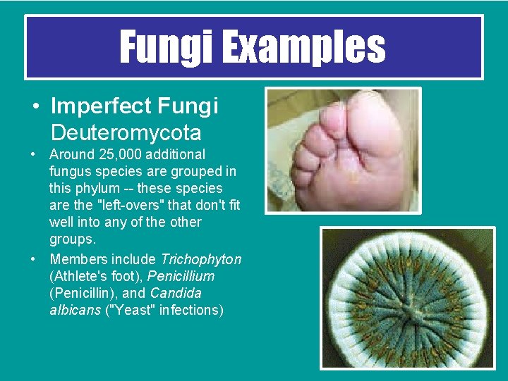 Fungi Examples • Imperfect Fungi Deuteromycota • Around 25, 000 additional fungus species are