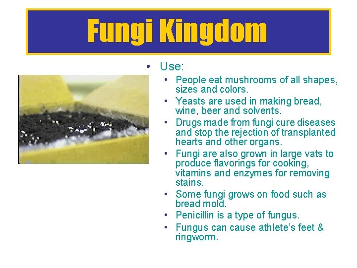Fungi Kingdom • Use: • People eat mushrooms of all shapes, sizes and colors.
