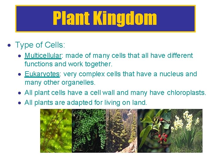 Plant Kingdom Type of Cells: Multicellular: made of many cells that all have different