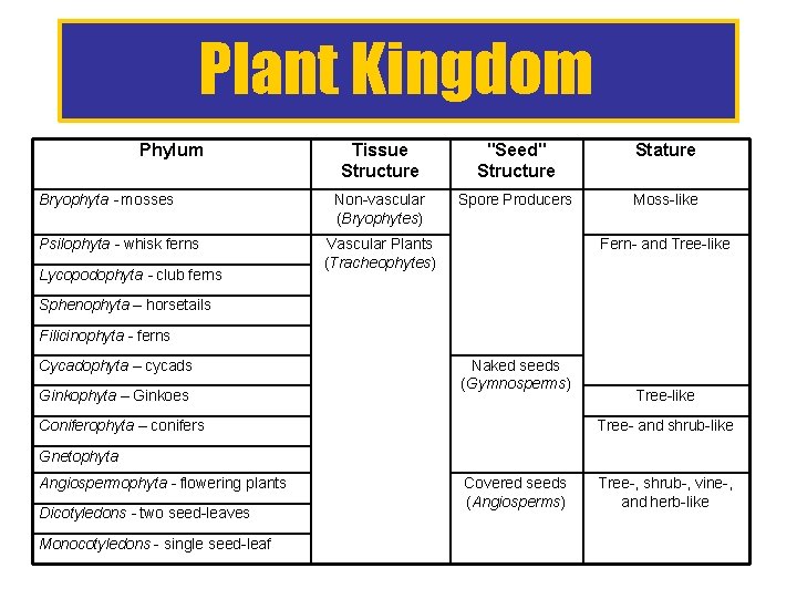 Plant Kingdom Phylum Bryophyta - mosses Psilophyta - whisk ferns Lycopodophyta - club ferns