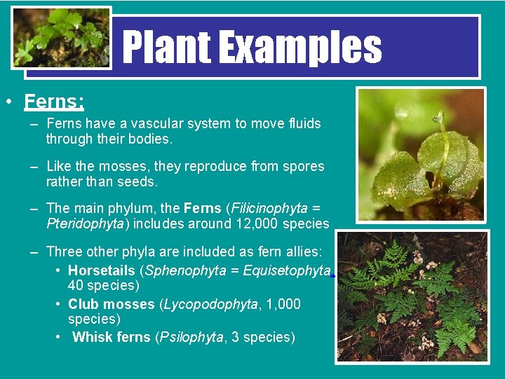 Plant Examples • Ferns: – Ferns have a vascular system to move fluids through