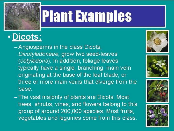 Plant Examples • Dicots: – Angiosperms in the class Dicots, Dicotyledoneae, grow two seed-leaves