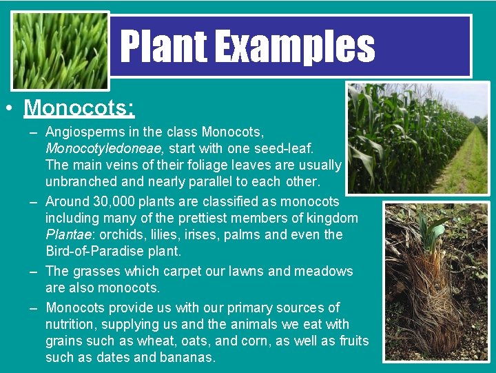 Plant Examples • Monocots: – Angiosperms in the class Monocots, Monocotyledoneae, start with one