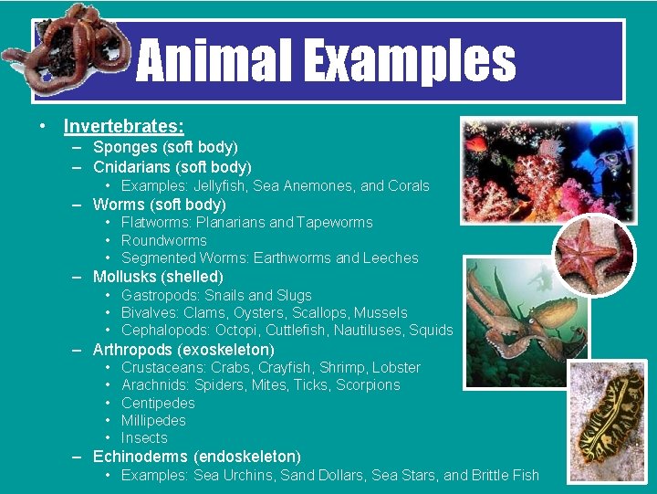 Animal Examples • Invertebrates: – Sponges (soft body) – Cnidarians (soft body) • Examples: