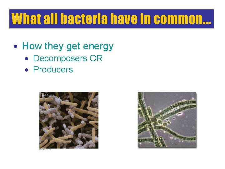 What all bacteria have in common… How they get energy Decomposers OR Producers 