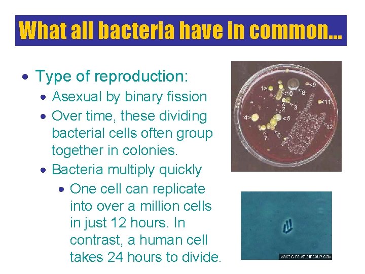 What all bacteria have in common… Type of reproduction: Asexual by binary fission Over