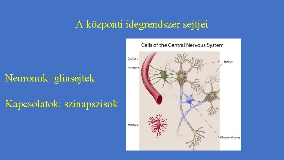 A központi idegrendszer sejtjei Neuronok+gliasejtek Kapcsolatok: szinapszisok 