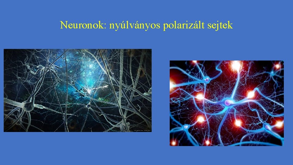 Neuronok: nyúlványos polarizált sejtek 