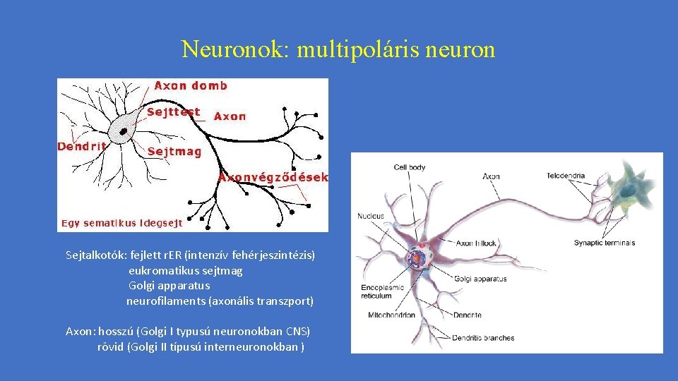 Neuronok: multipoláris neuron Sejtalkotók: fejlett r. ER (intenzív fehérjeszintézis) eukromatikus sejtmag Golgi apparatus neurofilaments