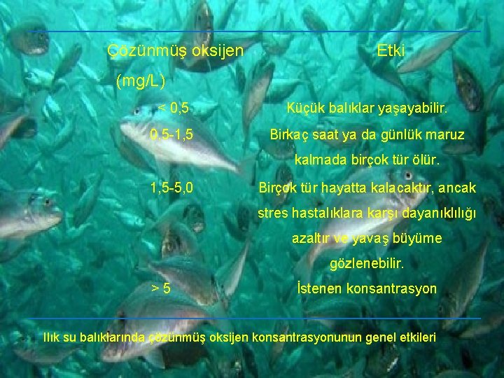 Çözünmüş oksijen Etki (mg/L) < 0, 5 Küçük balıklar yaşayabilir. 0, 5 -1, 5