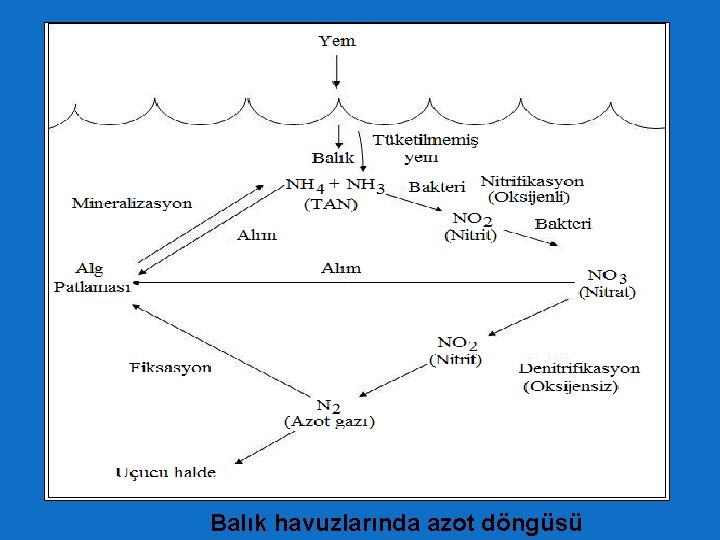 Balık havuzlarında azot döngüsü 