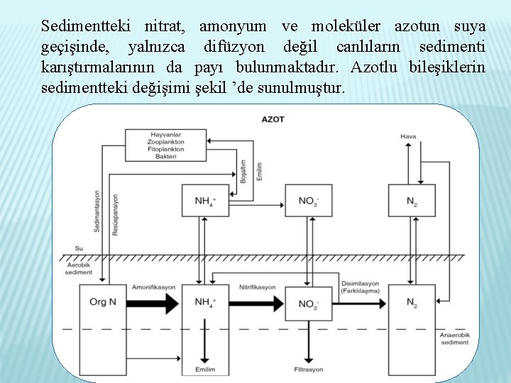 Sedimentteki nitrat, amonyum ve moleküler azotun suya geçişinde, yalnızca difüzyon değil canlıların sedimenti karıştırmalarının