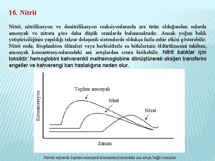 16. Nitrit, nitrifikasyon ve denitrifikasyon reaksiyonlarında ara ürün olduğundan sularda amonyak ve nitrata göre