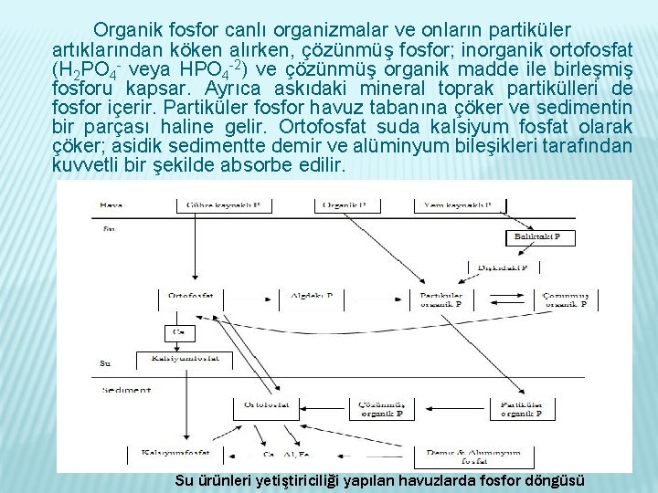 Organik fosfor canlı organizmalar ve onların partiküler artıklarından köken alırken, çözünmüş fosfor; inorganik ortofosfat
