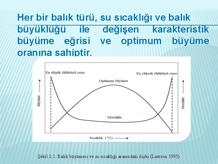 Her bir balık türü, su sıcaklığı ve balık büyüklüğü ile değişen karakteristik büyüme eğrisi