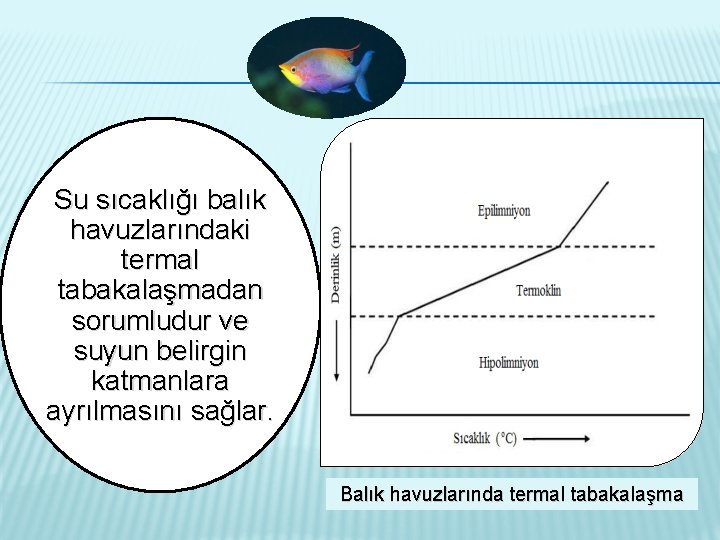 Su sıcaklığı balık havuzlarındaki termal tabakalaşmadan sorumludur ve suyun belirgin katmanlara ayrılmasını sağlar. Balık