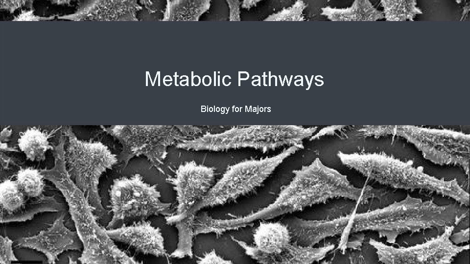 Metabolic Pathways Biology for Majors 