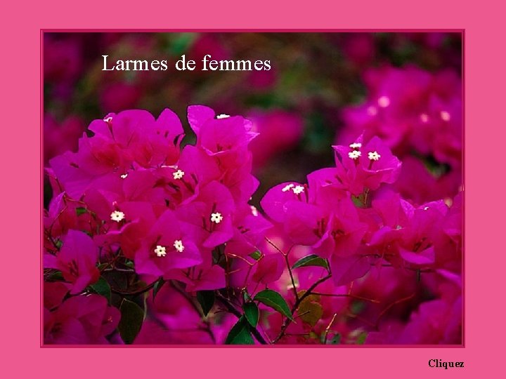 Larmes de femmes Cliquez 