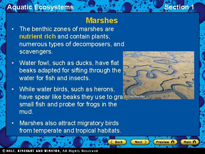 Aquatic Ecosystems Section 1 Marshes • The benthic zones of marshes are nutrient rich