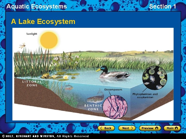 Aquatic Ecosystems A Lake Ecosystem Section 1 