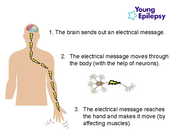 1. The brain sends out an electrical message. 2. The electrical message moves through 1. The brain sends out an electrical message. 2. The electrical message moves through